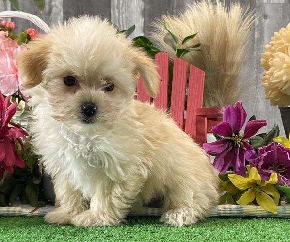 Medium Photo #3 Maltipoo (Toy) Puppy For Sale in CANOGA, NY, USA
