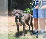 Small #4 Mutt