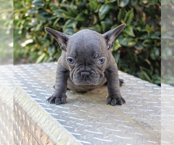 Medium Photo #4 French Bulldog Puppy For Sale in DOUGLASVILLE, GA, USA