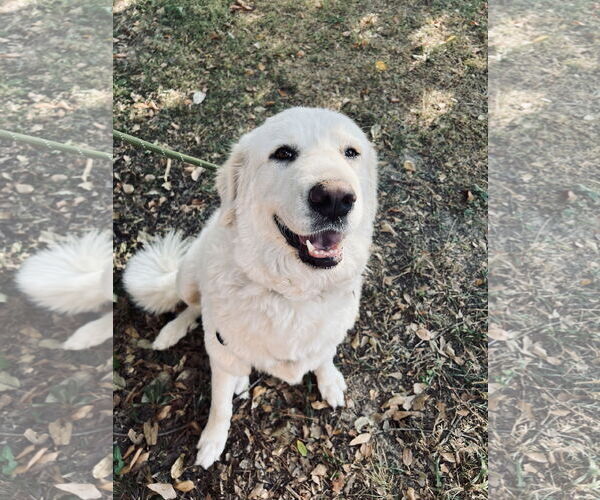 Medium Photo #5 Great Pyrenees Puppy For Sale in Spring, TX, USA
