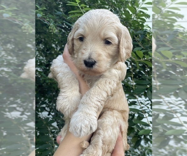 Medium Photo #1 Labradoodle Puppy For Sale in HOUSTON, TX, USA