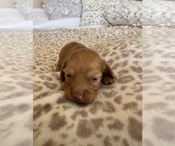 Medium Photo #3 Dachshund Puppy For Sale in SAN DIEGO, CA, USA