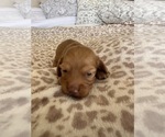 Small #2 Dachshund