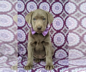 Labrador Retriever Puppy for sale in GLEN ROCK, PA, USA