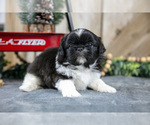 Puppy Oscar Shih Tzu