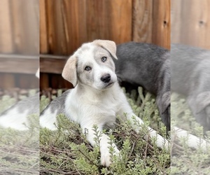 Sheprador Puppy for sale in ROSEVILLE, CA, USA