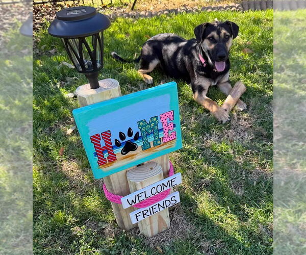 Medium Photo #3 Mutt Puppy For Sale in Myrtle Beach, SC, USA