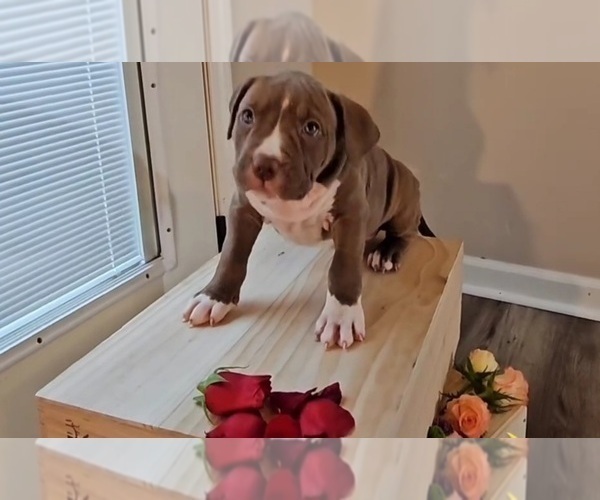Medium Photo #3 American Bully Puppy For Sale in RISING FAWN, GA, USA