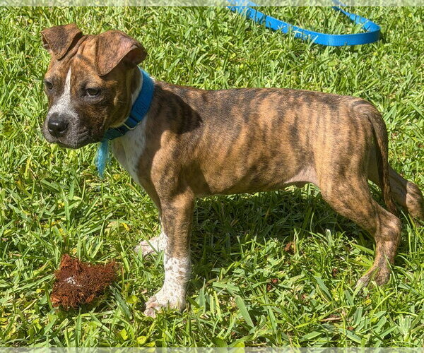 Medium Photo #4 American Pit Bull Terrier-American Staffordshire Terrier Mix Puppy For Sale in Lighthouse Point, FL, USA