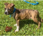 Small #3 American Pit Bull Terrier-American Staffordshire Terrier Mix