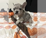 Puppy Sunny French Bulldog