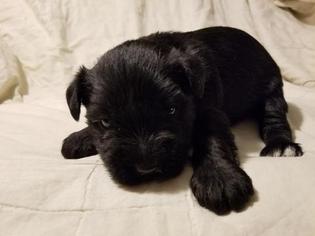 Schnauzer (Miniature) Puppy for sale in PLEASANT HILL, MO, USA