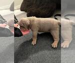 Small Photo #5 English Bulldog Puppy For Sale in TRABUCO CANYON, CA, USA