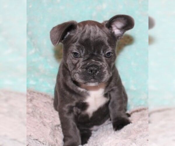 Medium Photo #3 French Bulldog Puppy For Sale in PITTSBURGH, PA, USA