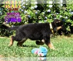 Small Photo #9 German Shepherd Dog Puppy For Sale in MURRIETA, CA, USA