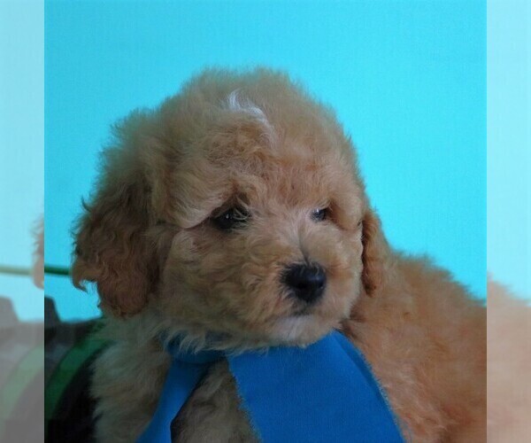 Medium Photo #3 Goldendoodle-Poodle (Miniature) Mix Puppy For Sale in NEWMANSTOWN, PA, USA