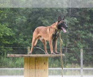 Father of the Malinois puppies born on 08/25/2021