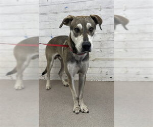 Alaskan Klee Kai-Unknown Mix Dogs for adoption in San Bernardino, CA, USA