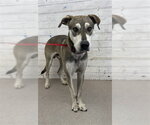 Small Alaskan Klee Kai Mix