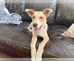 Small #1 Labrador Retriever Mix