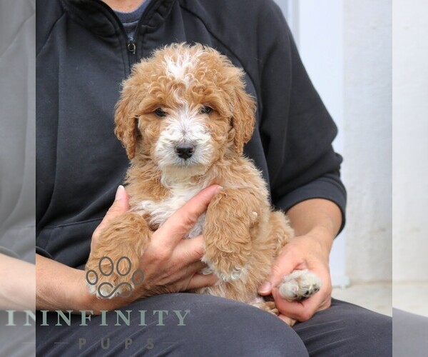 Medium Photo #2 Goldendoodle (Miniature) Puppy For Sale in NARVON, PA, USA