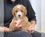 Small #1 Goldendoodle (Miniature)
