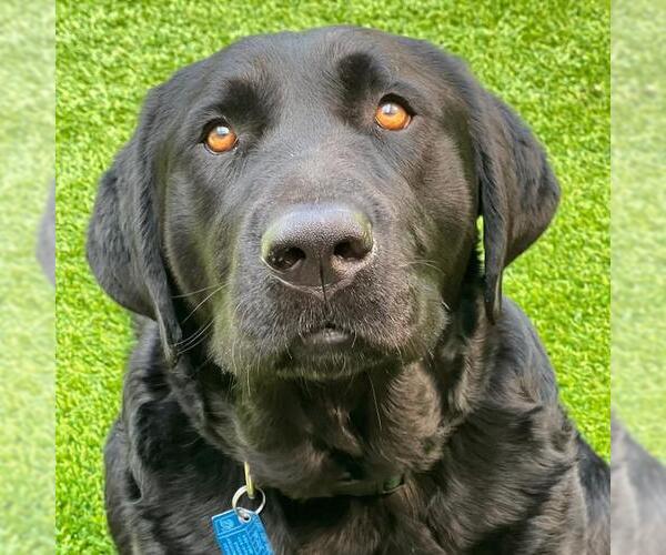 Medium Photo #2 Labrador Retriever Puppy For Sale in San Diego, CA, USA