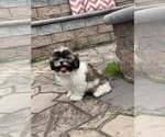 Small Shih Tzu