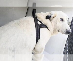 Anatolian Shepherd-Unknown Mix Dogs for adoption in Houston, TX, USA