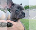 Small Photo #2 French Bulldog Puppy For Sale in BRIDGEWATER, NJ, USA