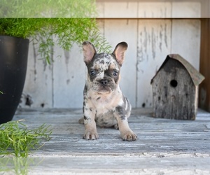 French Bulldog Puppy for sale in MILLERSBURG, OH, USA