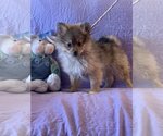 Small Photo #3 Pomeranian-Unknown Mix Puppy For Sale in HOPKINSVILLE/PRINCETON, KY, NH, USA
