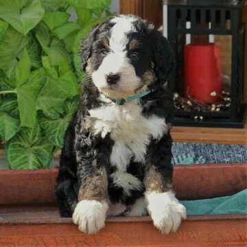 Medium Photo #3 Bernedoodle Puppy For Sale in EAST EARL, PA, USA