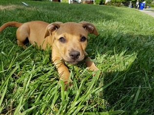 American Staffordshire Terrier Puppy for sale in CLEVELAND, OH, USA