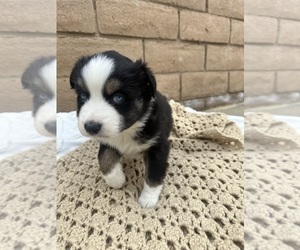 Medium Miniature Australian Shepherd