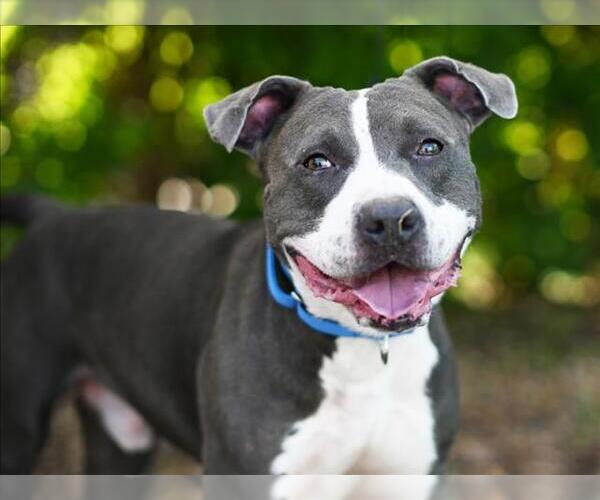 Medium Photo #2 American Staffordshire Terrier-Unknown Mix Puppy For Sale in Tavares, FL, USA