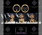 Puppy Junior Yorkshire Terrier