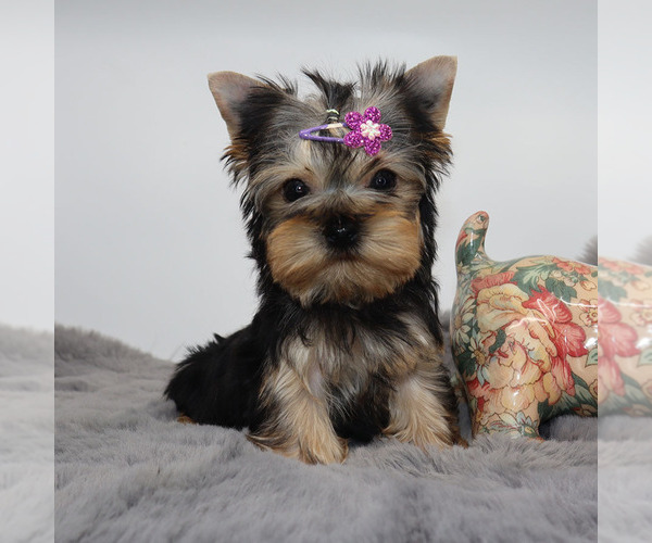Medium Photo #2 Yorkshire Terrier Puppy For Sale in LOS ANGELES, CA, USA