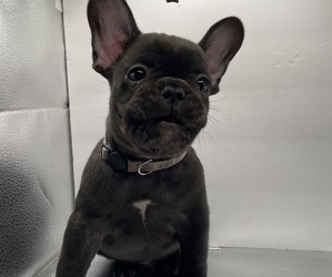 Medium French Bulldog