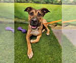 Small #2 Black Mouth Cur Mix