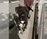 Small #21 Boxer Mix