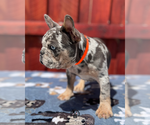 Small #6 French Bulldog