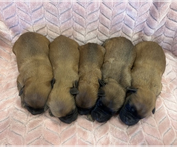 Medium Photo #4 Soft Coated Wheaten Terrier Puppy For Sale in SALEM, MO, USA