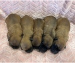 Wheaten girls - Female Soft Coated Wheaten Terrier Puppy for Sale - Photo #4