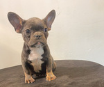 Small #1 French Bulldog