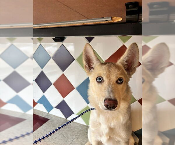 Medium Photo #1 Siberian Husky-Unknown Mix Puppy For Sale in Plano, TX, USA