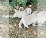 Small Photo #20 Golden Retriever Puppy For Sale in DOTHAN, AL, USA