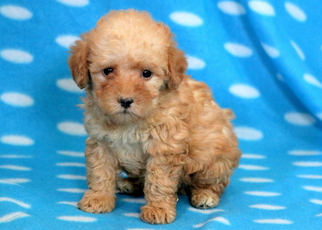 Poodle (Miniature) Puppy for sale in MOUNT JOY, PA, USA