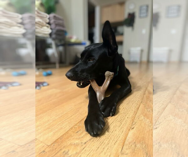Medium Photo #6 Shepradors Puppy For Sale in San Diego, CA, USA
