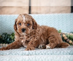 Puppy Archie Poodle (Miniature)-ShihPoo Mix